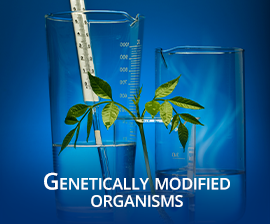 Organismos genticamente modificados